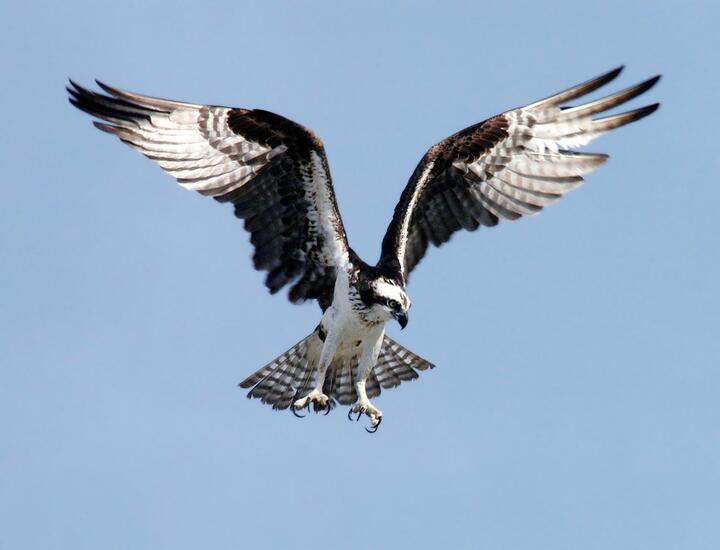 Most people can't guess the species of these birds from just one picture. Can you?