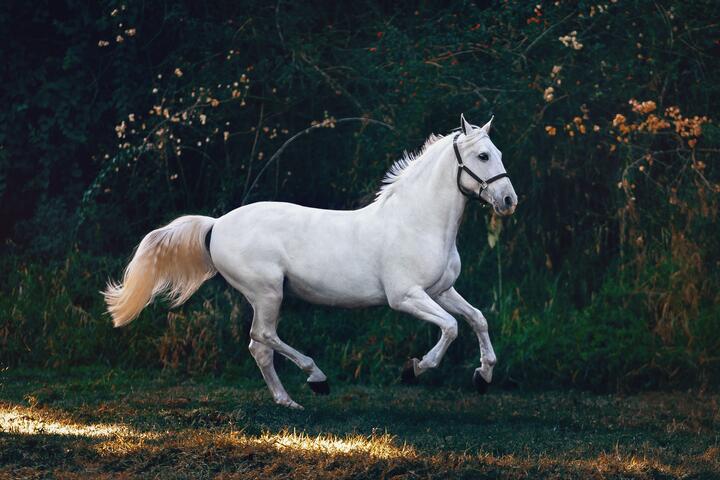 Which kind of horse are you?