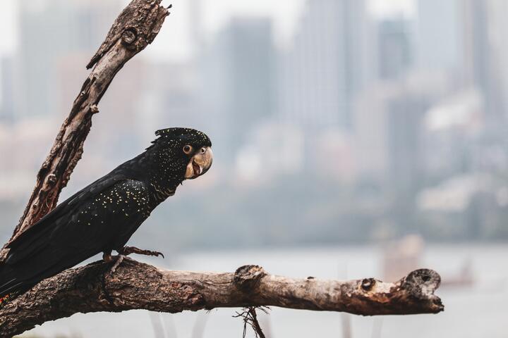 Most people can't guess these exotic creatures by looking at a picture! Can you do it? Can you?